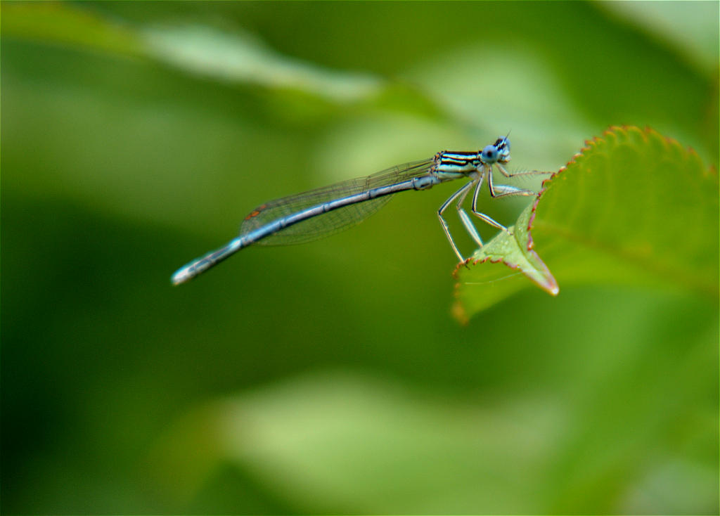 Blaue Federlibelle