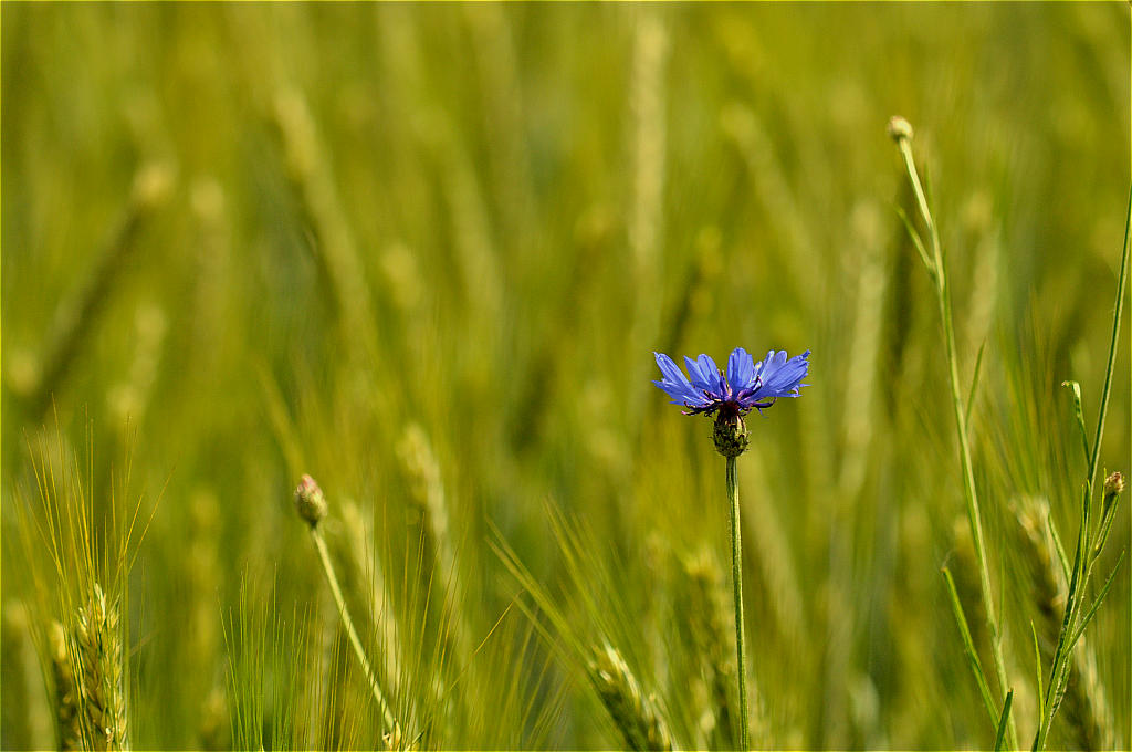 Blaue Kornblume im Feld