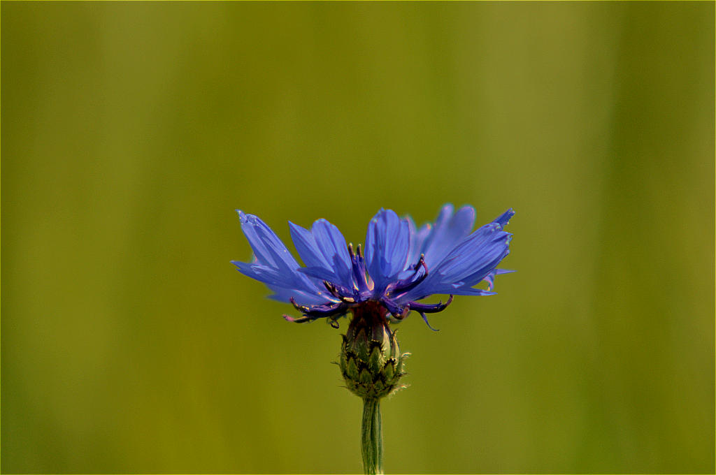 Blaue Kornblume