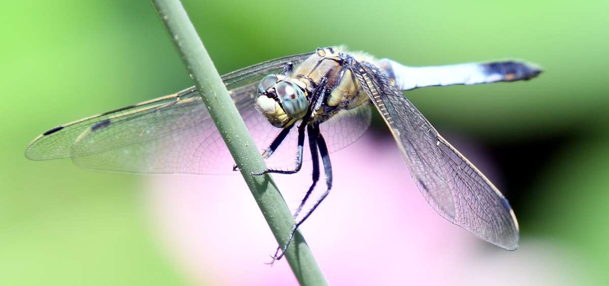 blaue.libelle.1.jpg