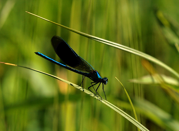 blaue Libelle