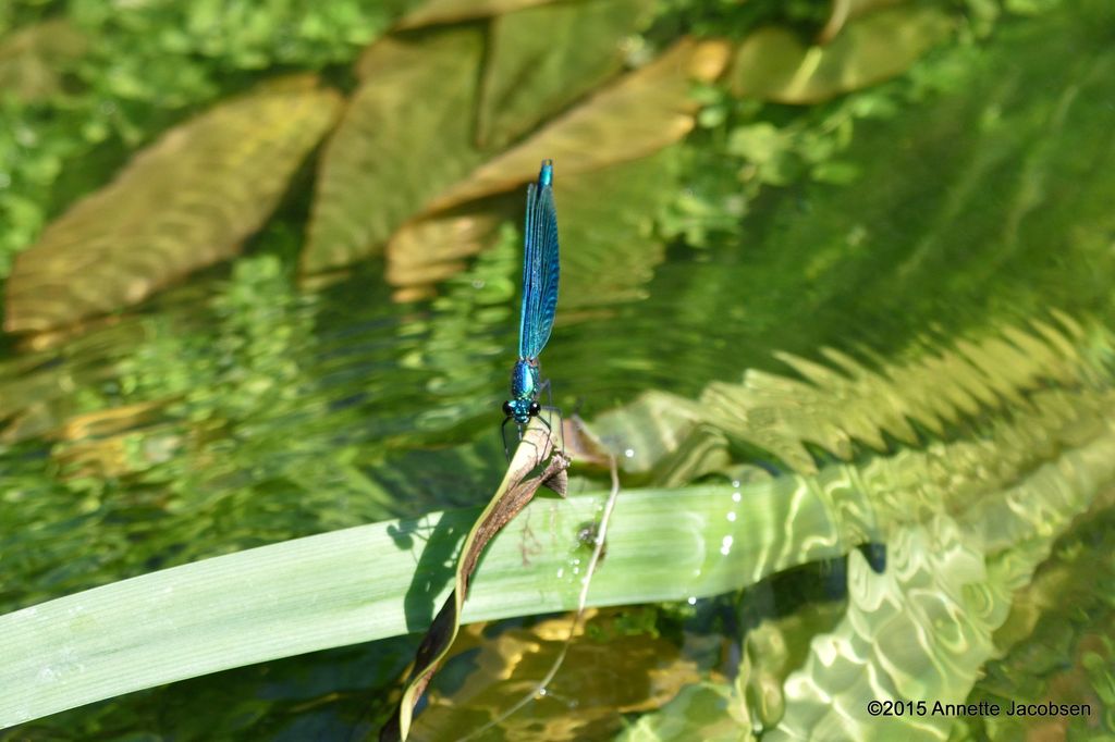 Blaue Libelle