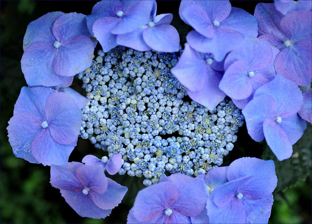blaue montag 2 2W
