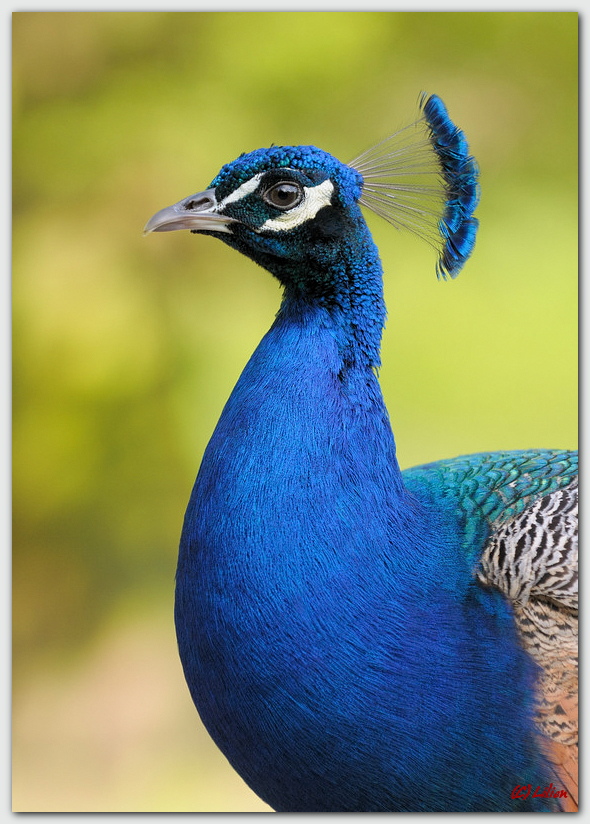 Blaue Pfau (Pavo cristatus)