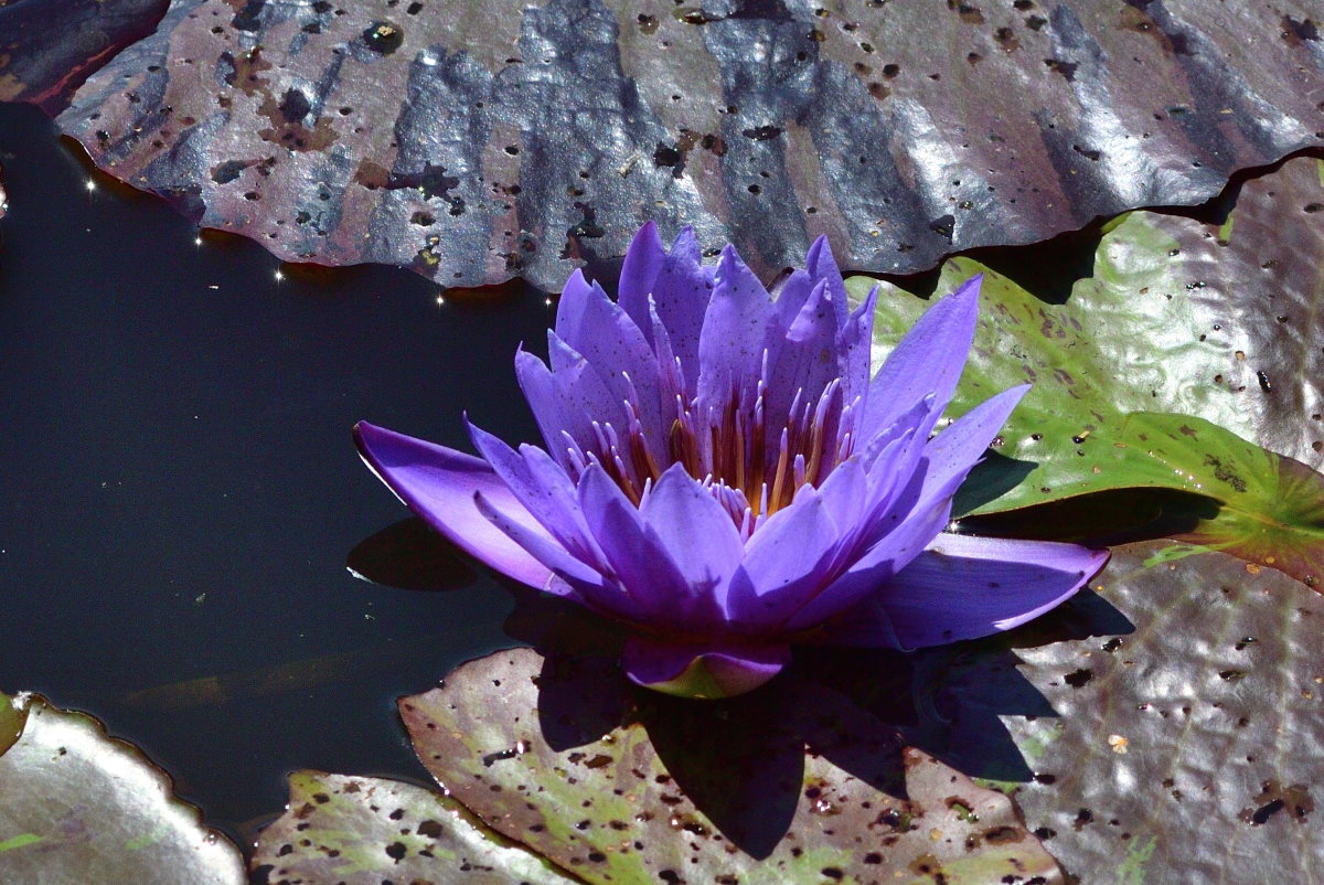 Blaue Seerose 2