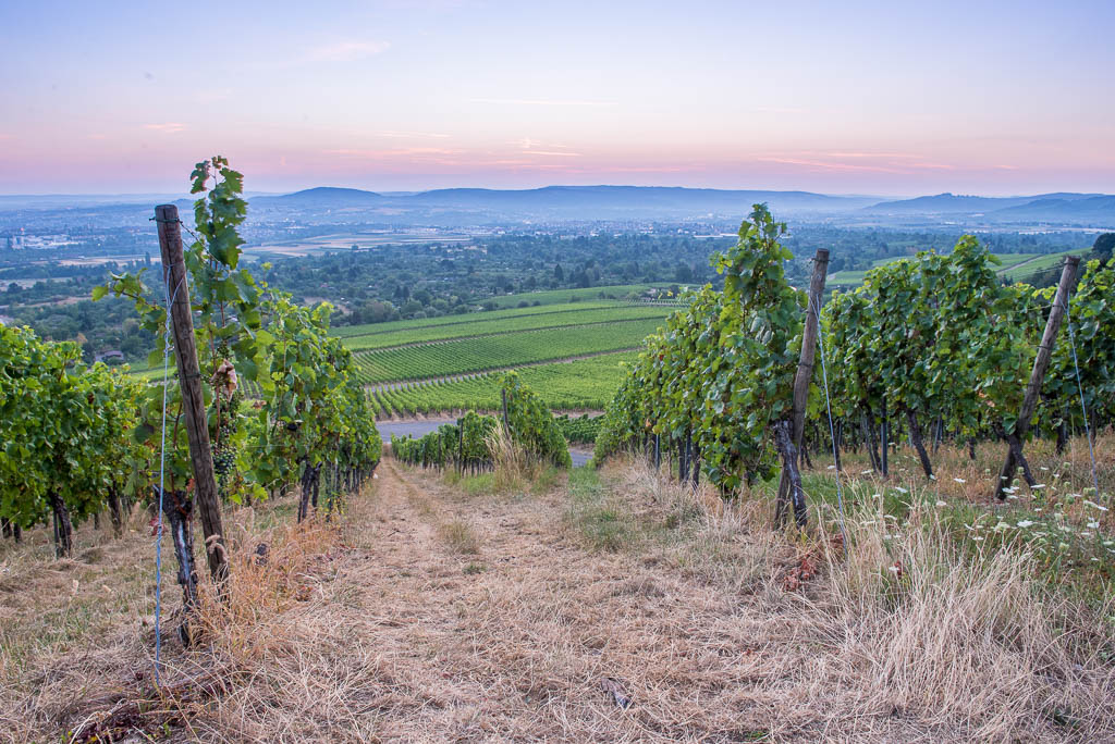 Blaue Stunde im Weinberg