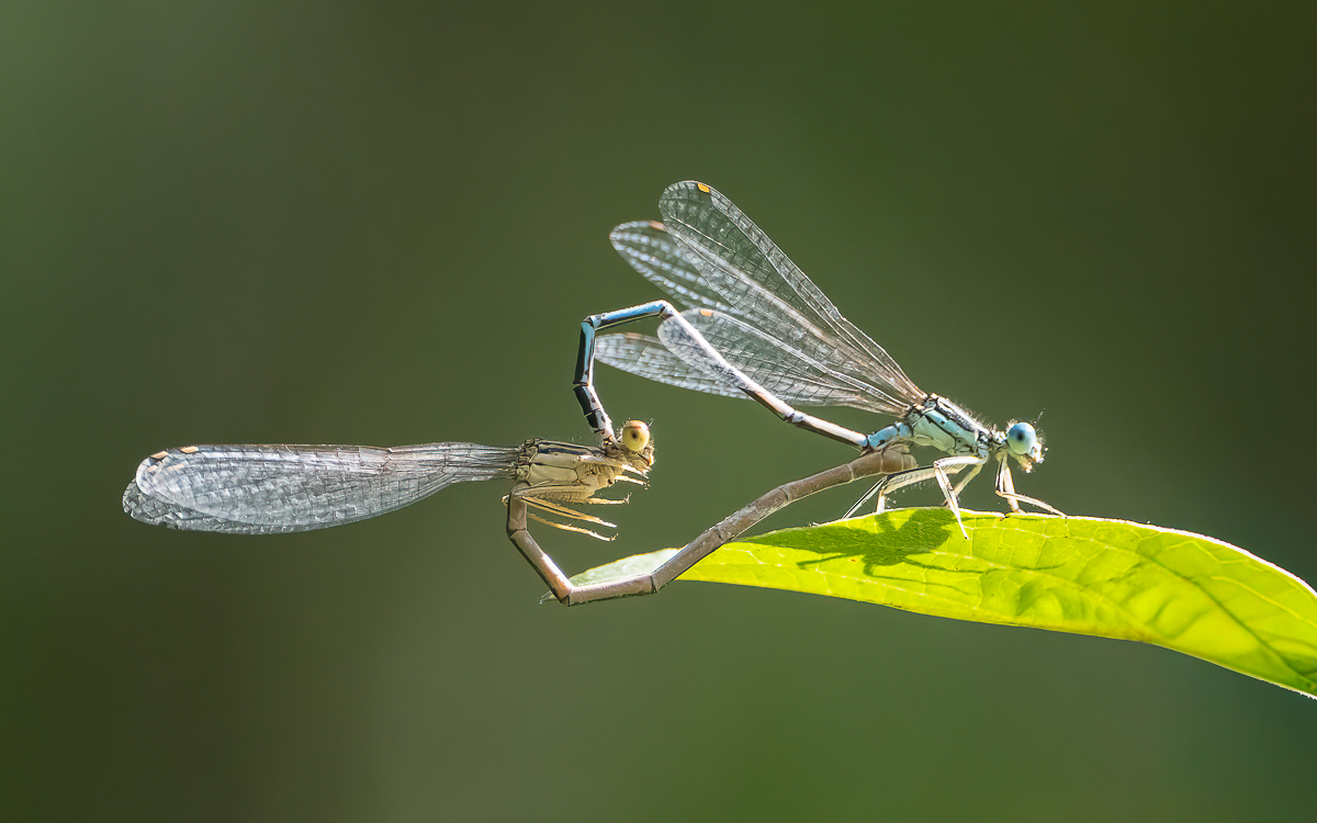 Blaue_Federlibelle.jpg