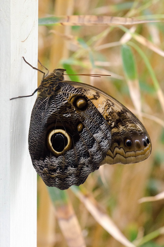 blauer Morpho