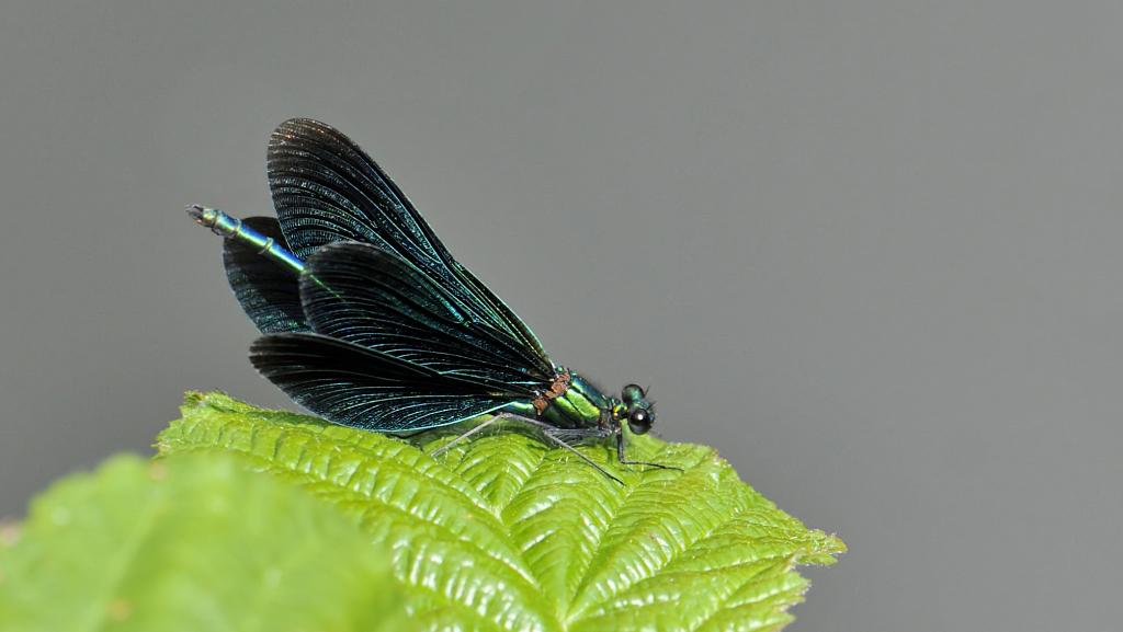 Blauflügel Prachtlibelle 1