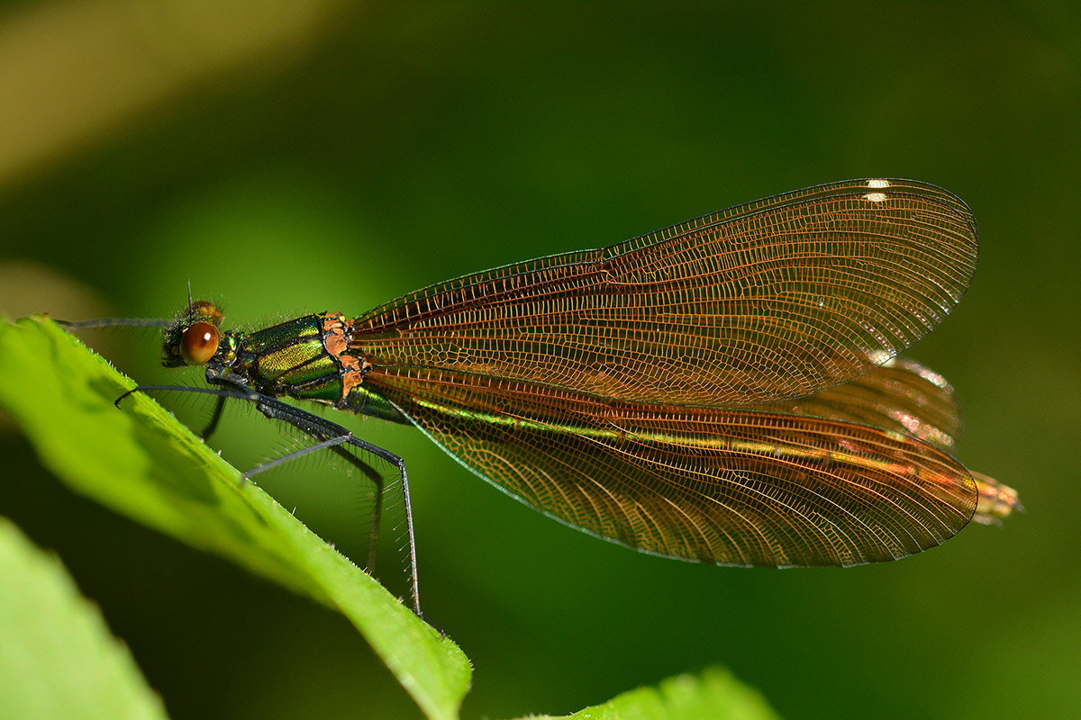 Blauflügel Prachtlibelle weibl