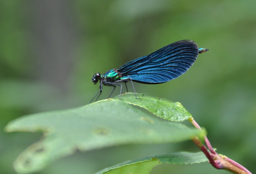 Blauflügel Prachtlibelle
