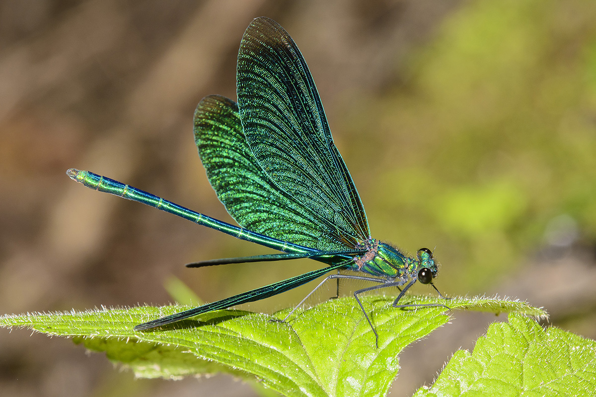 Blauflügel Prachtlibelle