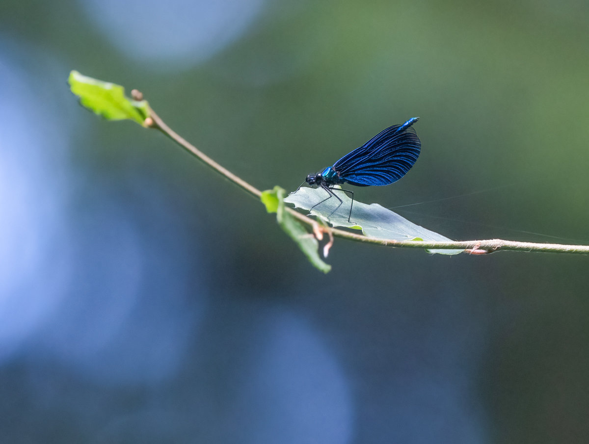 Blauflügel_Prachtlibelle-.jpg