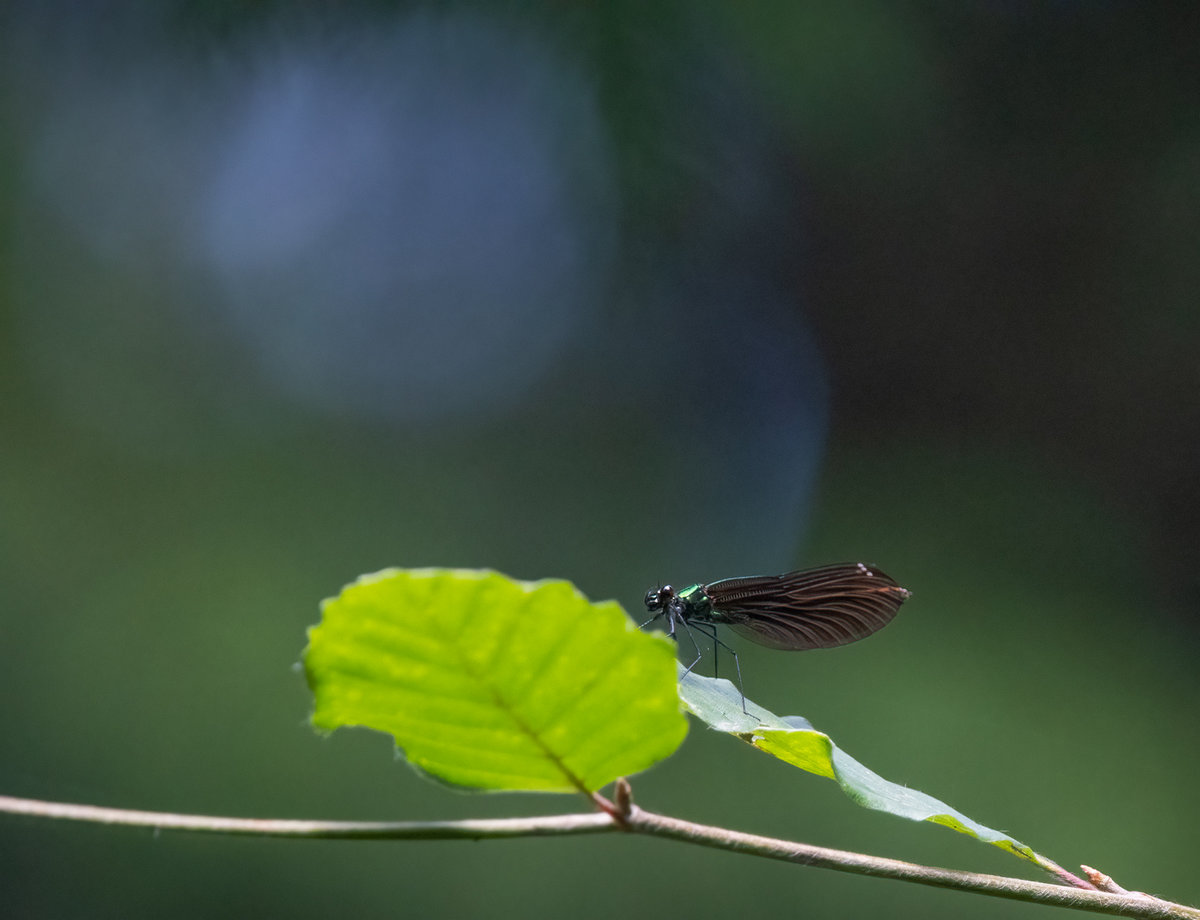 Blauflügel_Prachtlibelle-Weibchen-.jpg