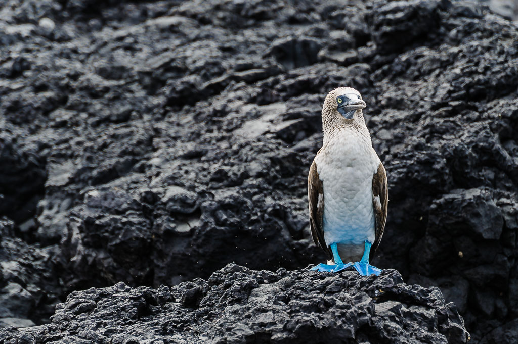 Blaufußtölpel - Galapagos, Ecuador

Sula nebouxii