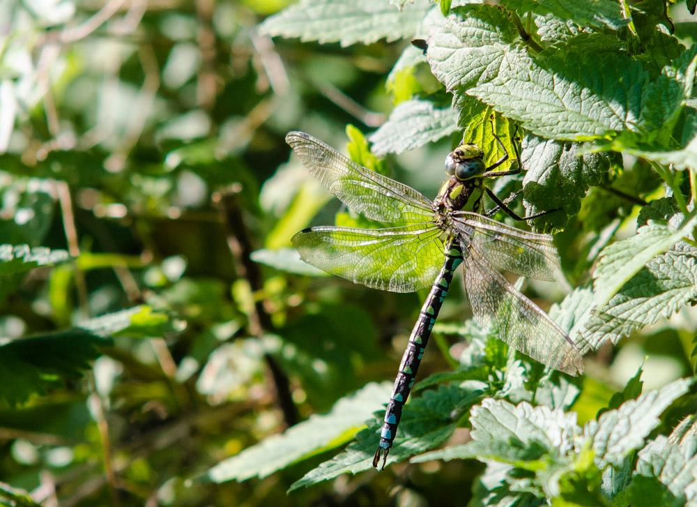 Blaugrüne Mosaikjungfer (Aeshna cyanea)