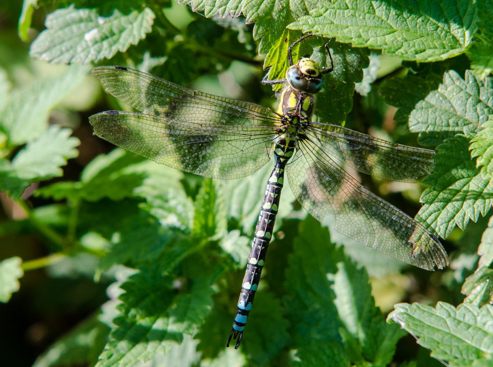 Blaugrüne Mosaikjungfer (Aeshna cyanea)