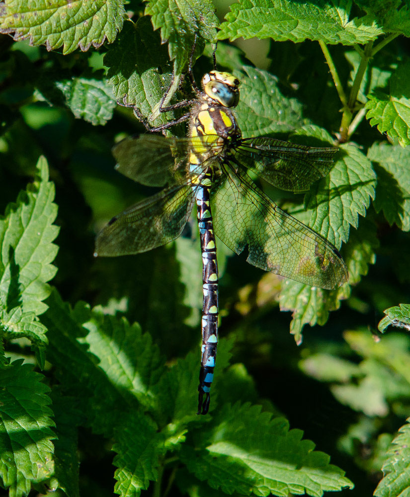 Blaugrüne Mosaikjungfer (Aeshna cyanea)