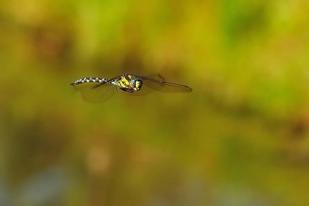 BlaugrueneMosaikjungferimFlug