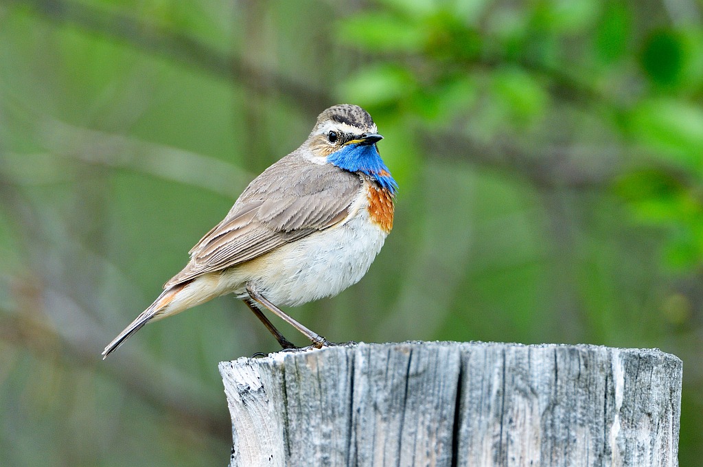 Blaukehlchen Dovrefjell - Nikkor AF-I 500-4