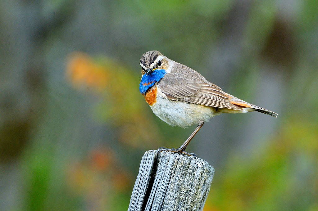 Blaukehlchen Dovrefjell - Nikkor AF-I 500-4