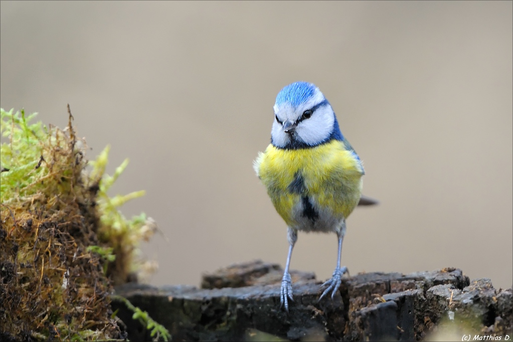 Blaukehlchen