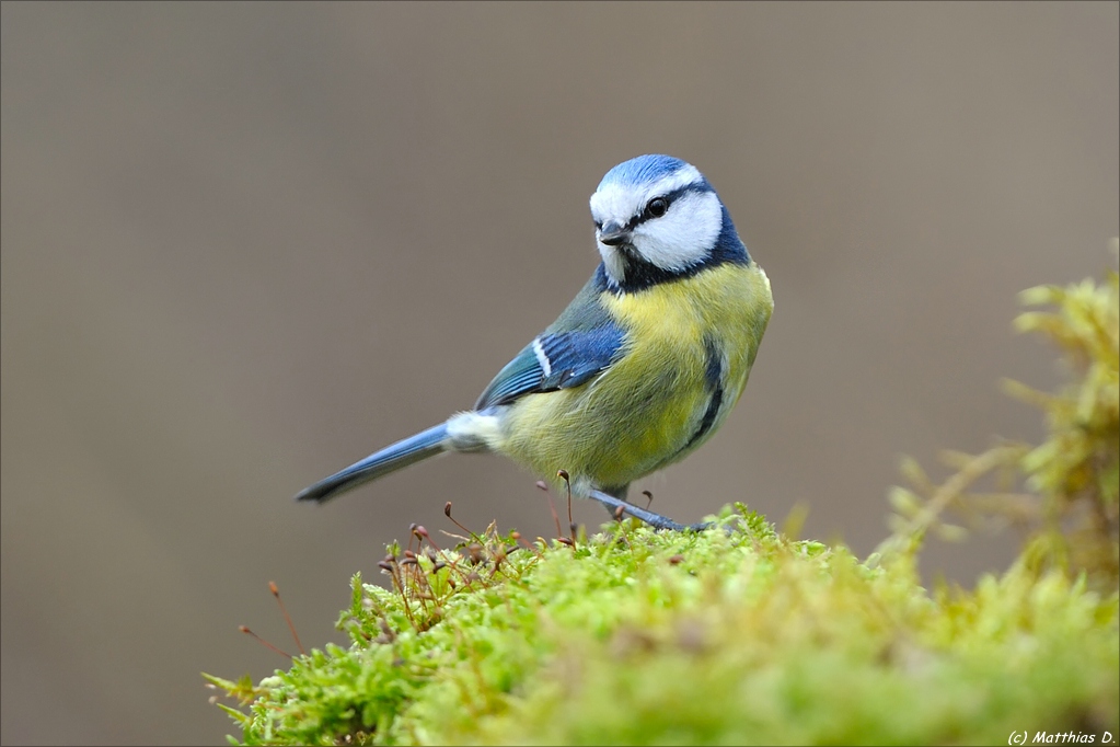 Blaukehlchen