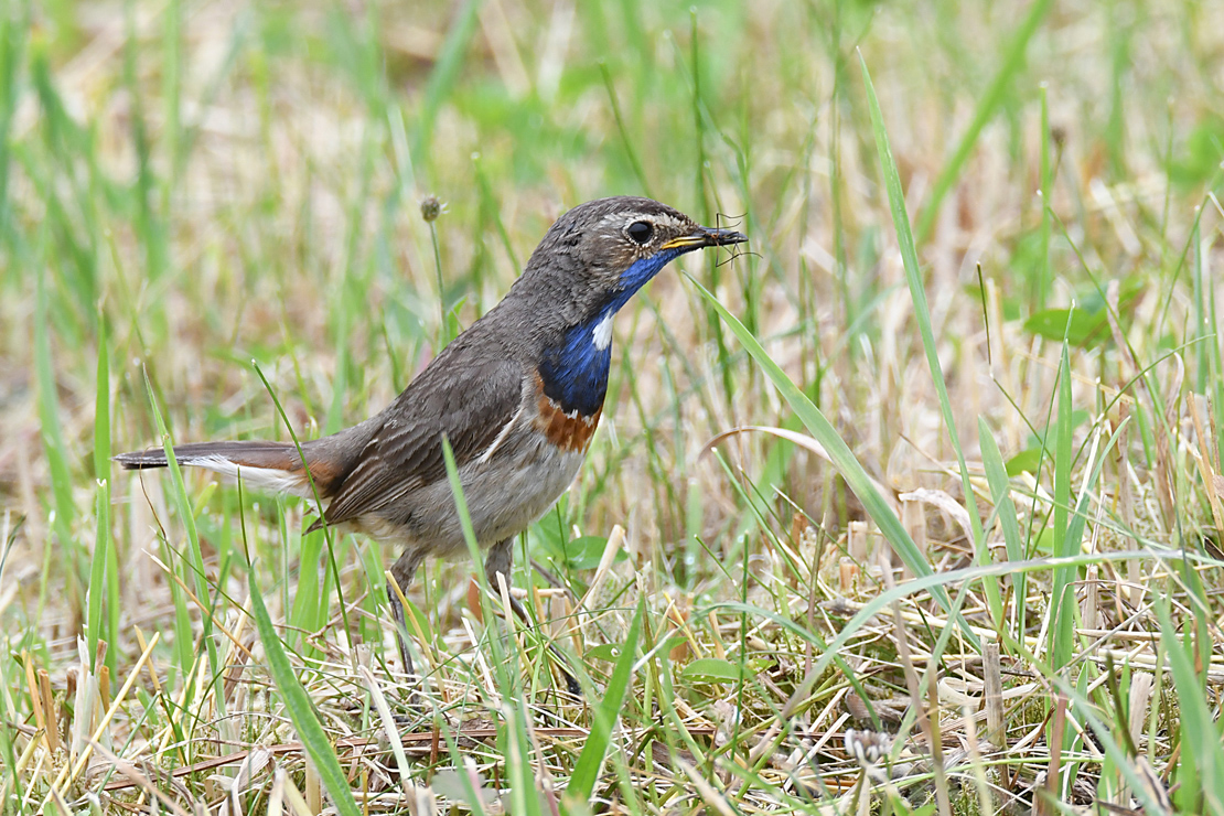 Blaukehlchen_4644.jpg