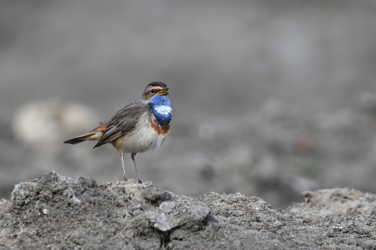 blaukehlchenPH8_2828nf.jpg