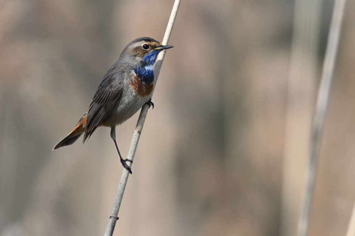 blaukehlchenPH8_2866nf.jpg
