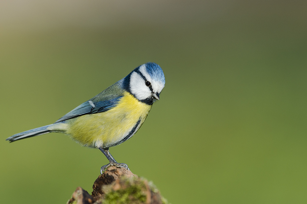 blaumeise 01