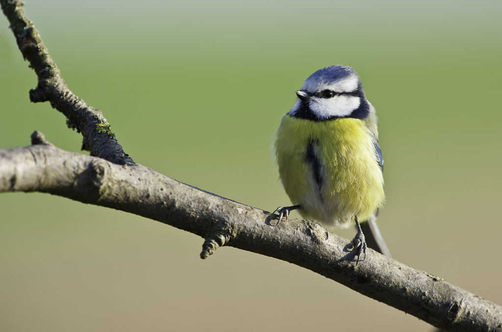 blaumeise 02