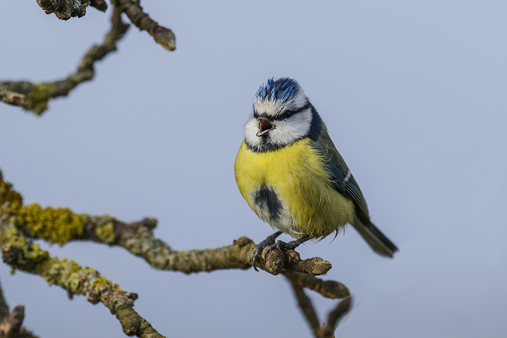 blaumeise 02
