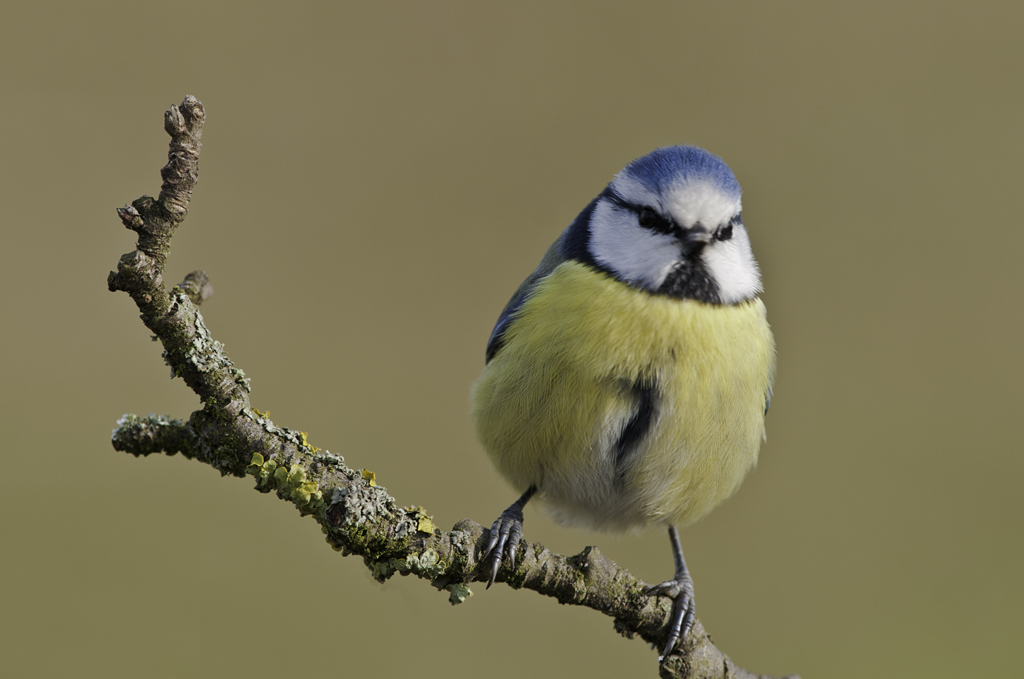 blaumeise 03