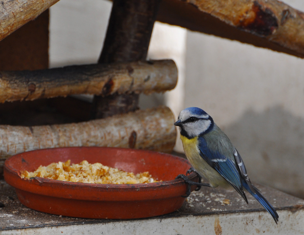 Blaumeise 03