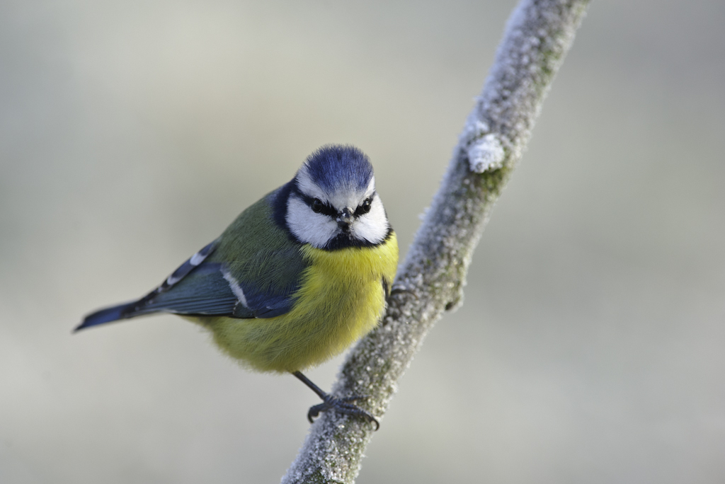 blaumeise 04