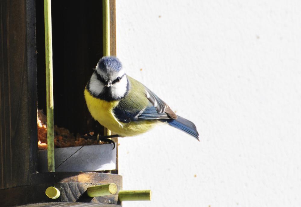 Blaumeise 08