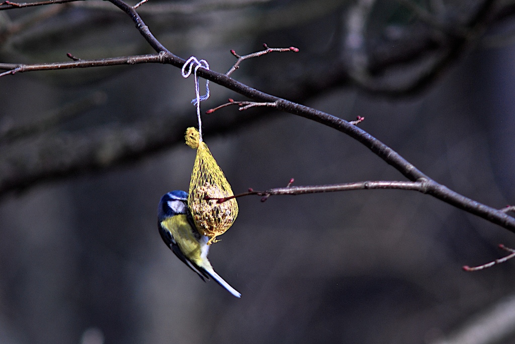 Blaumeise 1