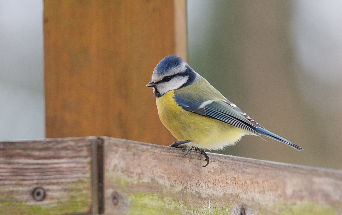Blaumeise 1