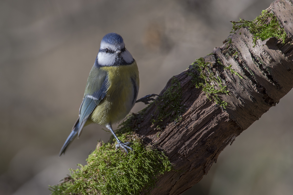 blaumeise 11