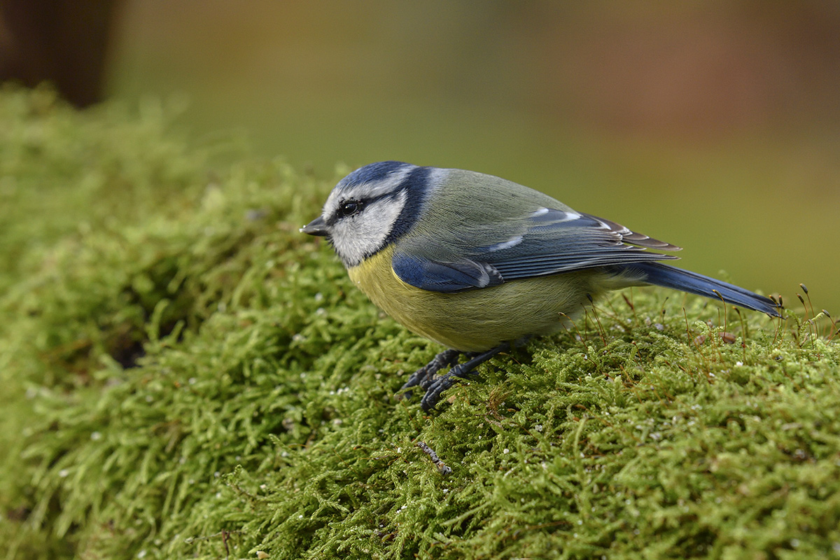 blaumeise 11