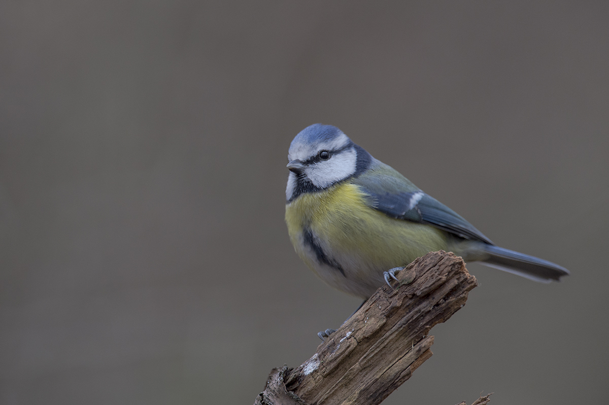 blaumeise 12