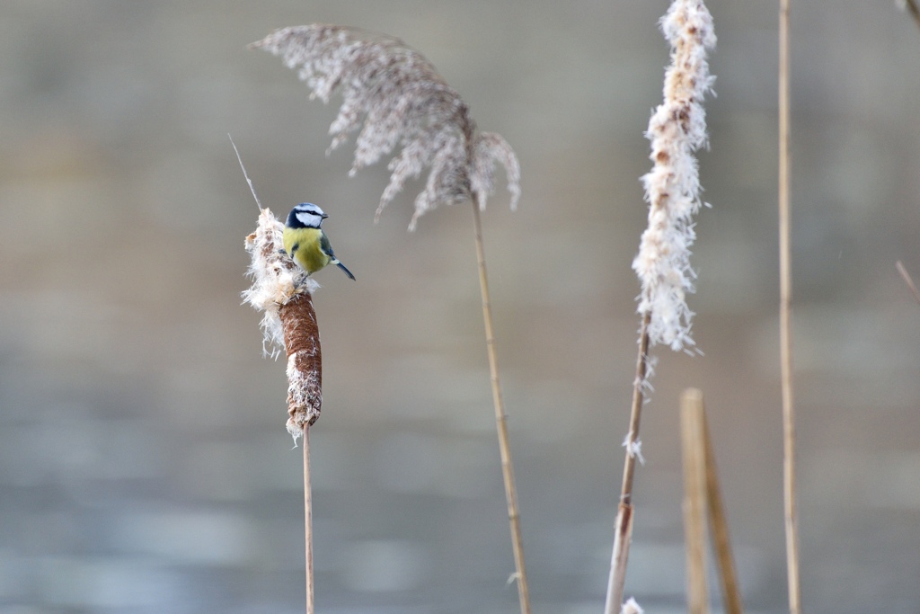 Blaumeise 122015 4