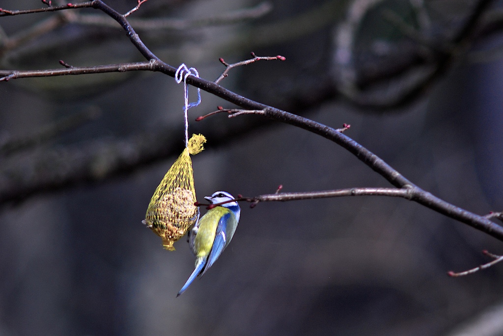 Blaumeise 2