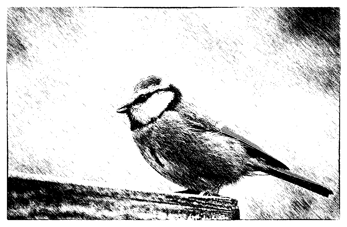 Blaumeise 2