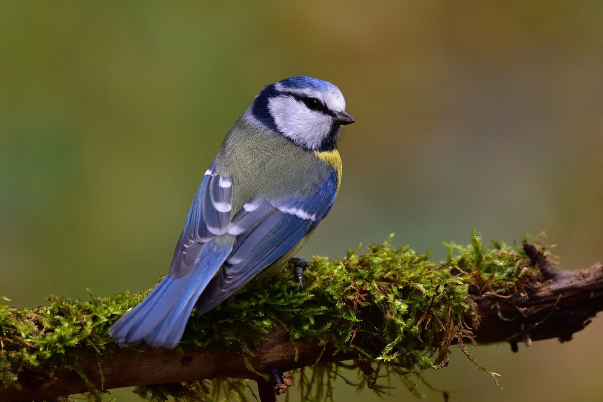 Blaumeise 2017 22661