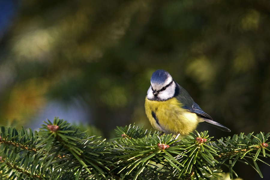 Blaumeise 3