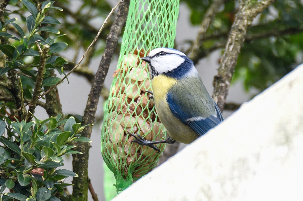 Blaumeise 77