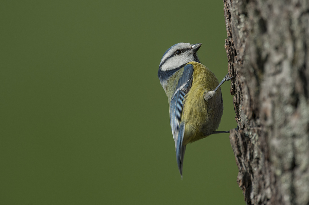 blaumeise 95