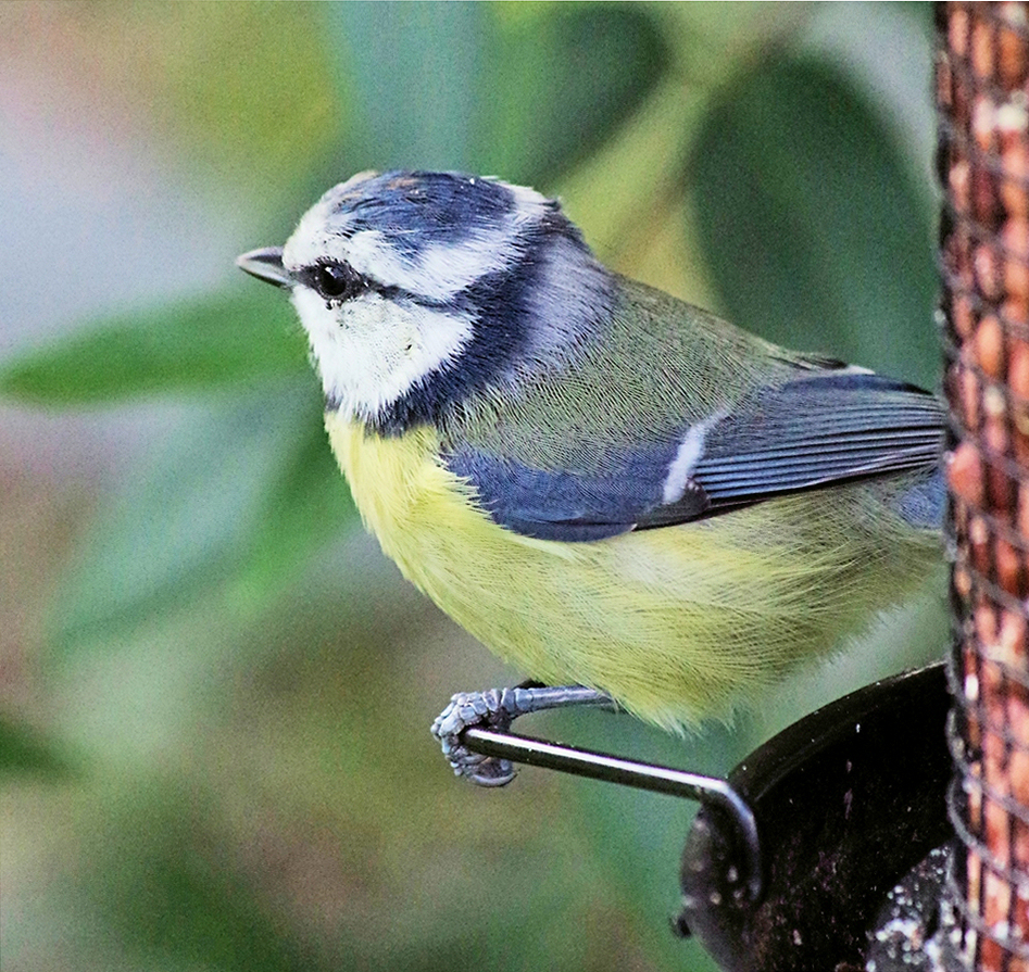 Blaumeise an ihren Lieblingsnüssen.jpg